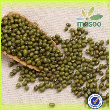 Chinese agricultural beans of green mung bean/green bean and mung bean