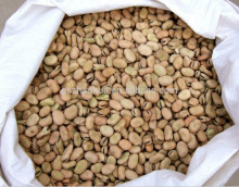 Gansu Origin Broad Beans, new crop, good color and quality, without insects
