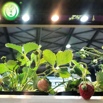 Single Layer PEP Film Greenhouse For Straberries