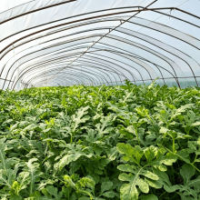 PE film for chemically aggressive greenhouse