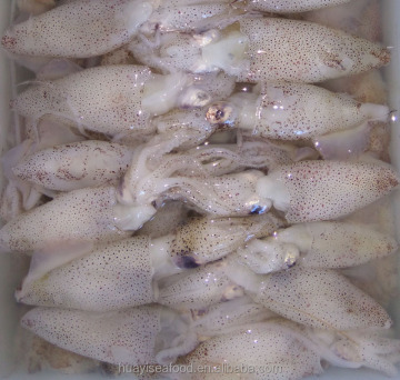 frozen liligo baby squid