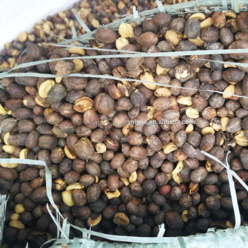 Chinese coffee beans inshell