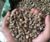New Moringa seeds prices/Moringa seeds for sale/Bulk moringa seeds