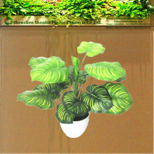 desk plants evergreen bonsai small mini decorative trees for home