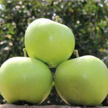 Fresh Green Delicious Qinguan Apple