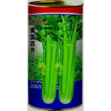 2015 hot sale organic celery seeds for growing