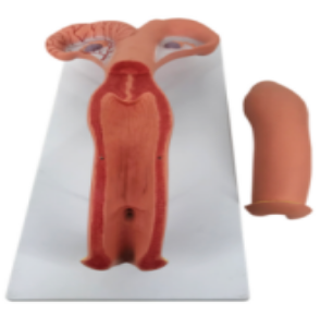 Cow uterus Anatomy Model