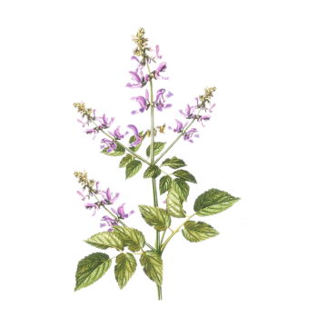 Poudre d&#39;extrait naturel pur de Salvia Miltiorrhiza Danshen