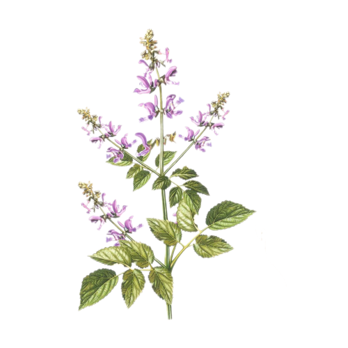 Poudre d&#39;extrait naturel pur de Salvia Miltiorrhiza Danshen