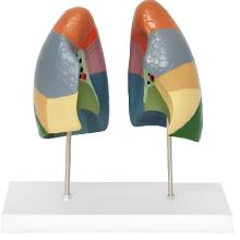 Lung segmentation model