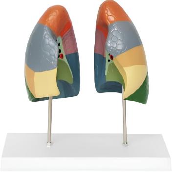 Lung segmentation model