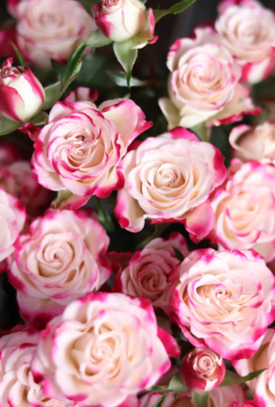 প্রতিবিম্বিত গোলাপ Reflexed Rose