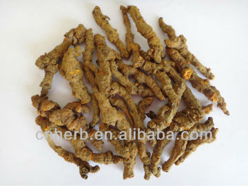 Dried Rhizoma Coptidis,Coptis root,Goldthread,Huang lian,Huanglian