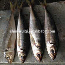 Frozen fish trachurus japonicus frozen japanese scad for market