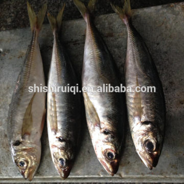 Frozen fish trachurus japonicus frozen japanese scad for market