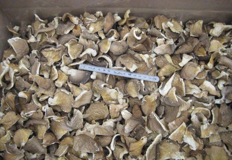 Dried Mushroom Dehydrated Oyster Mushroom Pleurotus Ostreatus