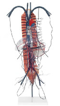 Portal vein and its collateral circulation