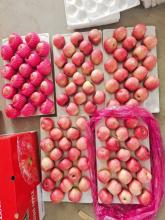 Plastic Bagged, New Crop China FUJI Apple