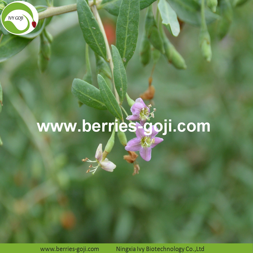 Goji Berry