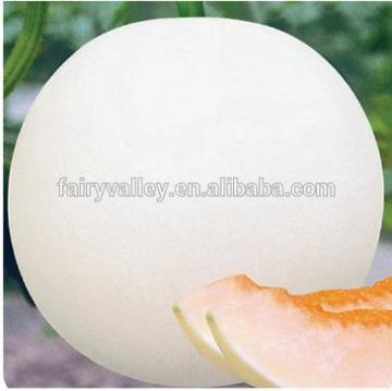 Hybrid white Chinese sweet melon seed for planting-TG039