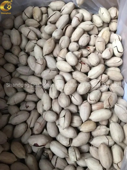 Perfect Quality Pecan Nuts New Crop