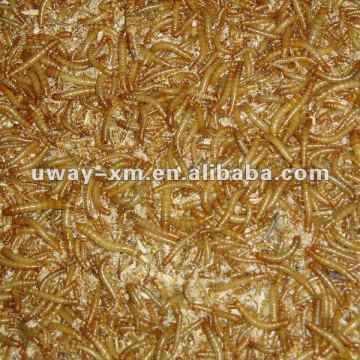 cheap live yellow mealworms for pet food