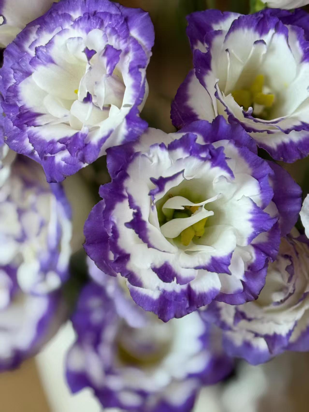 বেগুনি-ধারযুক্ত Lisianthus Purple-edged Lisianthus