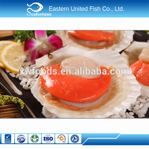 alibaba gold supplier frozen half shell scallop with roe