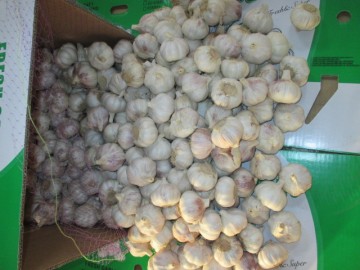 Normal White Garlic 2020 Fresh Garlic