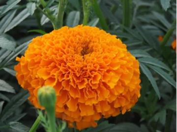 Marigold cut flowers Tagetes seeds For Growing