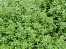 Best Pure  Thyme Essential Oil Price