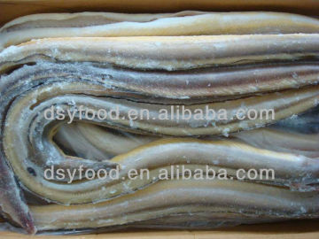 Frozen Conger Eel Fish