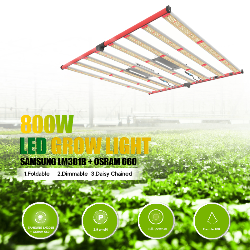 En stock Pré-assemblé LM301B 800W Red Grow éclair