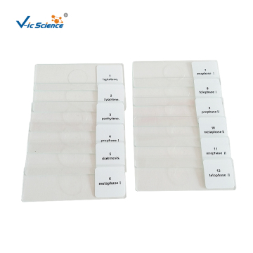 Beans Anther Meiosis Microscope Slides