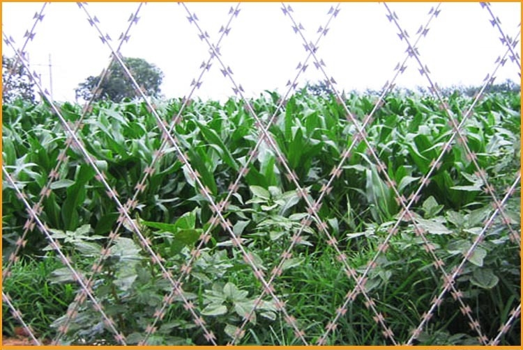 welded concertina razor wire mesh