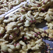 New Crop Fresh Ginger With Carton Packing