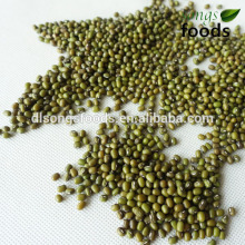 Bulk Beans For Sale of Green Beans