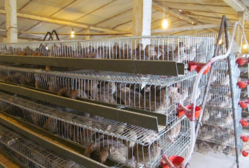 A type quail cage for Zimbabwe farm