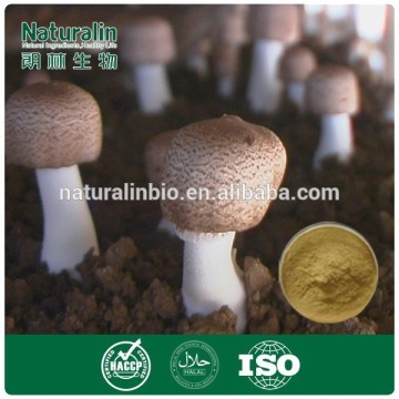 Natural Agaricus Blazei Mushroom Extract