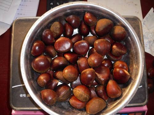 Chestnut terbaik Dandong segar