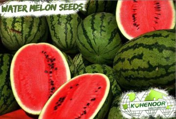 High Quality WATER MELON SEEDS