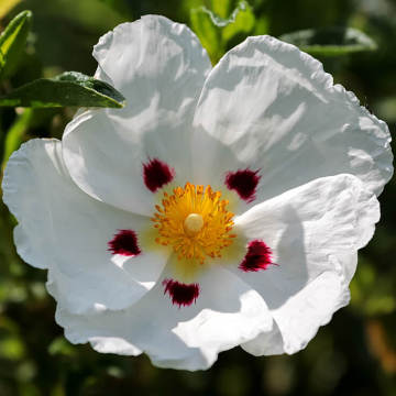 Minyak Esensial Cistus Rock Rose