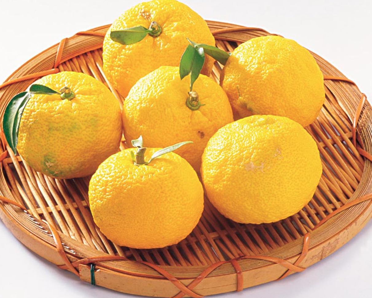 Fabricante de extracto de cidra Citron Extract Manufacturer