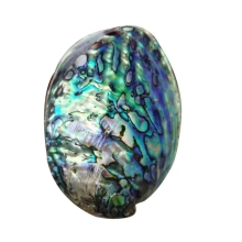 Hot Selling Polished Abalone Seashells - New Zealand Paua Shells 10-15 cm