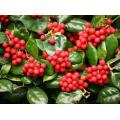 Pharmaceutical Grade Anti-inflammatory wintergreen essential oil