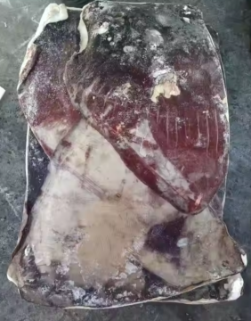 Frozen Giant Squid Wing Raw Materials