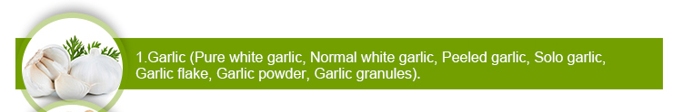 Garlic fresh hydroponic garlic