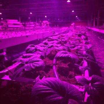 Greenhouse Hydroponic Mengetuai tumbuh cahaya Spektrum penuh