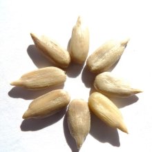 Organic sunflower kernel confectionary