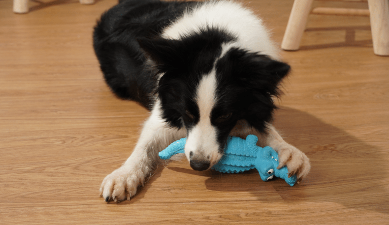 Dog Toy